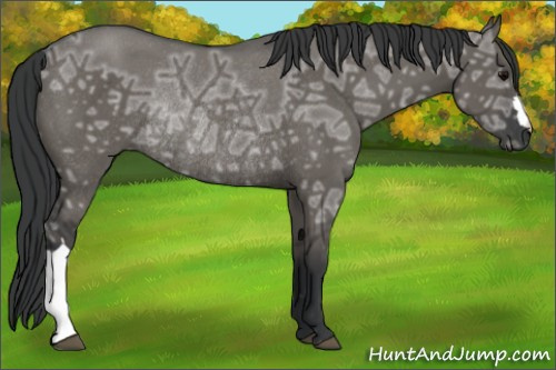 Horse Color: Unknown 