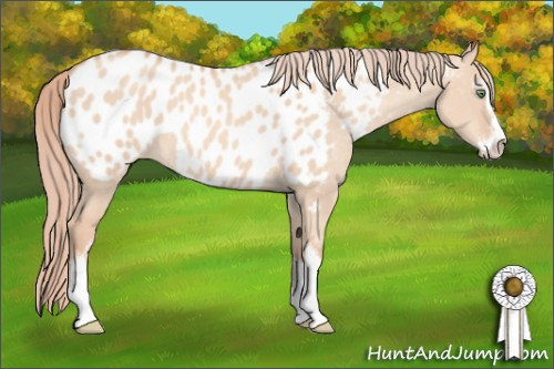 Horse Color: Gold Champagne Dun Sabino Near Leopard 