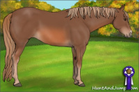 Horse Color:Liver Chestnut 