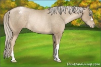 Horse Color:Chocolate Palomino Pearl Snowcap Rabicano 