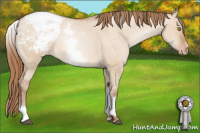 Horse Color:White Spotted Brown Pearl Dun Sabino Appaloosa 