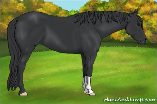 Horse Color: Black 
