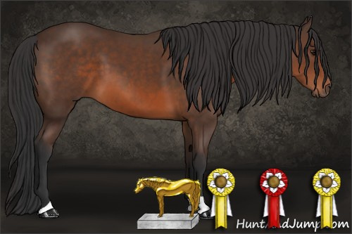 Horse Color: Bay 