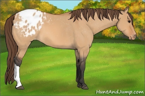 Horse Color: Unknown 