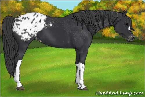 Horse Color: Black Blanket 