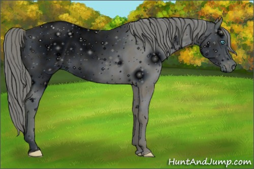 Horse Color: ERROR: UNKNOWN ANOMALY