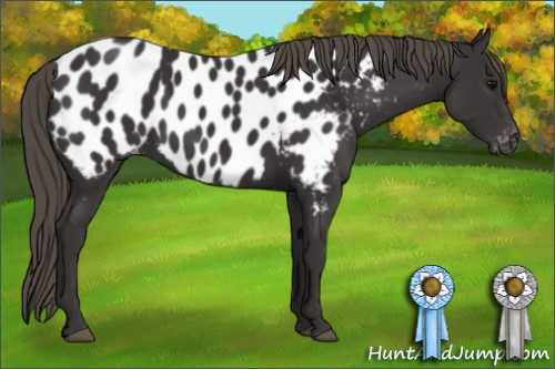 Horse Color: Smoky Black Blanket 