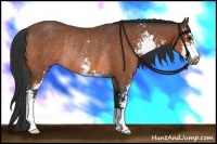 Horse Color:Bay Sabino Rabicano 