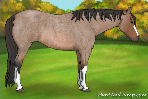 Horse Color: Bay Roan 