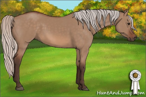 Horse Color: Unknown 