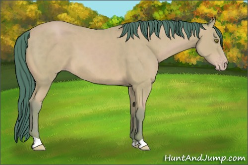 Horse Color: Unknown 