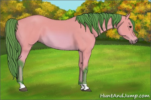 Horse Color: Unknown 