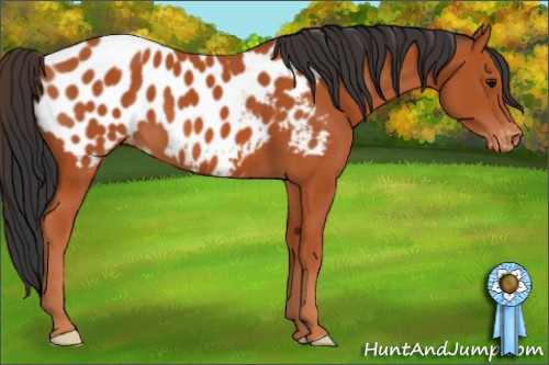 Horse Color: Unknown 
