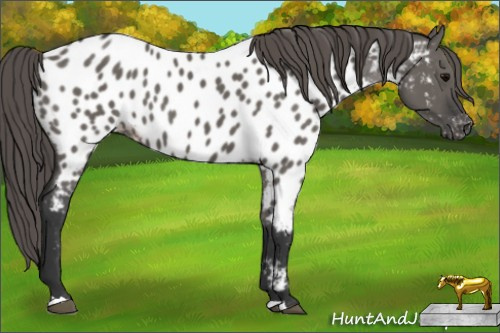 Horse Color: Grullo Near Leopard 