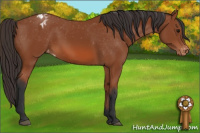 Horse Color:Bay Appaloosa 