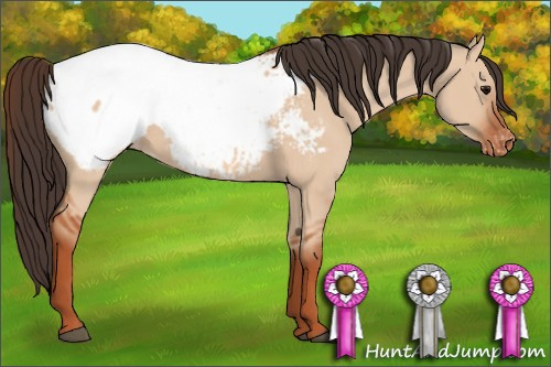 Horse Color: Unknown 