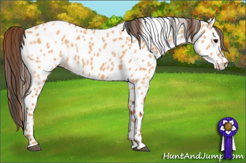 Horse Color: Unknown 