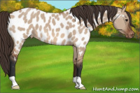 Horse Color:Bay Dun Near Leopard 
