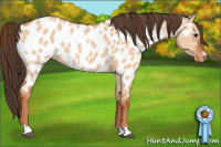 Horse Color:Bay Dun Appaloosa 
