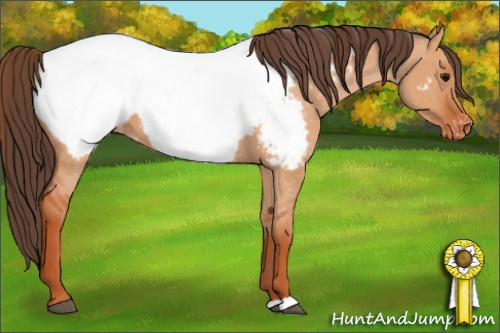 Horse Color: Unknown 