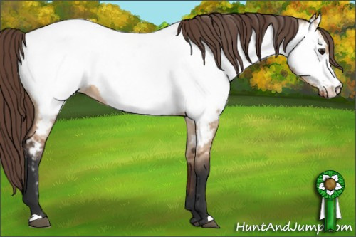 Horse Color: Bay Dun Near Fewspot 