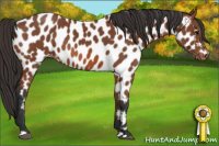 Horse Color:Bay Appaloosa 