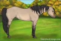 Horse Color:Bay Dun