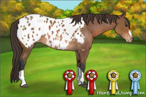 Horse Color: Bay Blanket 