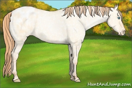 Horse Color: Buckskin Pearl Dun Sabino Blanket 