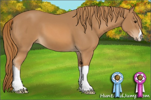 Horse Color: Chestnut 