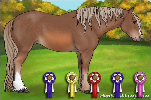 Horse Color: Chestnut 