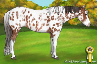 Horse Color:White Spotted Bay Splash Tobiano Appaloosa 