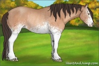 Horse Color:White Spotted Sable Champagne Rabicano 