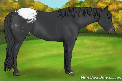 Horse Color: Black Snowcap 