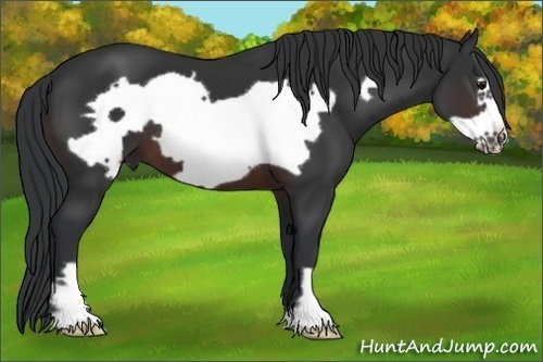 Horse Color: Brown Frame 