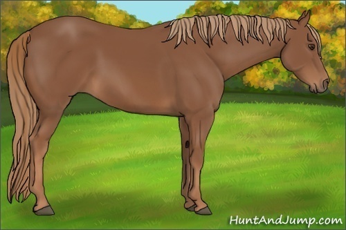 Horse Color: Unknown 