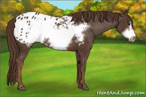 Horse Color: Liver Chestnut Frame Blanket 