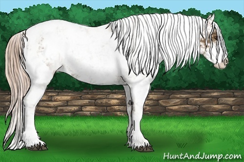 Horse Color: Chocolate Palomino Sabino Blanket 