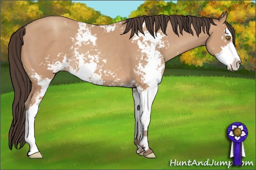 Horse Color: Amber Champagne Sabino Rabicano 