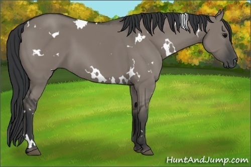 Horse Color: White Spotted Grullo 