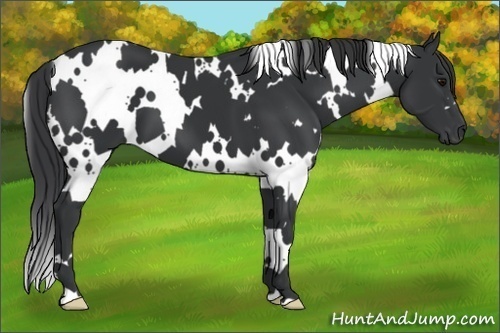 Horse Color: White Spotted Black 