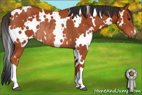 Horse Color: White Spotted Bay Rabicano 