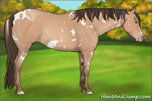 Horse Color: White Spotted Amber Champagne Rabicano 