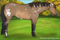 Horse Color:White Spotted Bay Dun Rabicano 