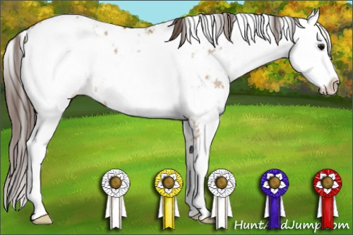 Horse Color: Bay Dun Sabino Blanket 