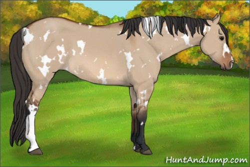 Horse Color: White Spotted Bay Dun 