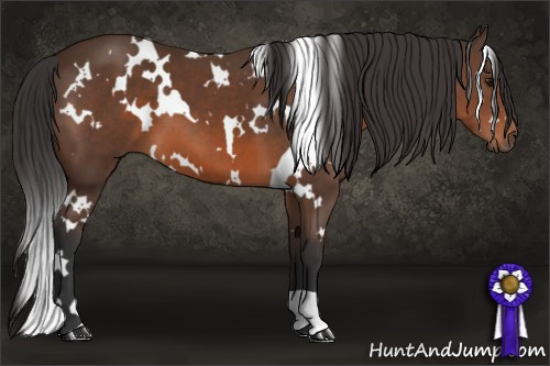 Horse Color: White Spotted Brown 