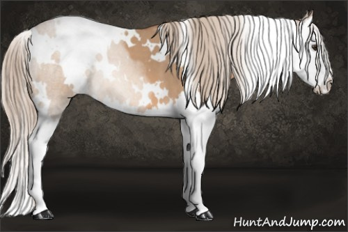 Horse Color: White Spotted Liver Red Dun Splash 