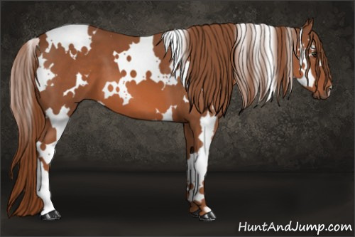 Horse Color: White Spotted Liver Chestnut 