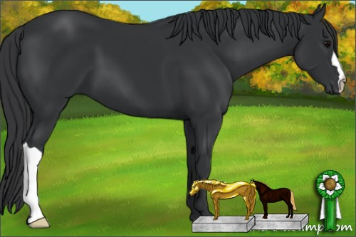 Horse Color: Brown 
